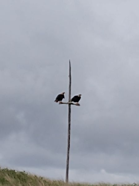 IMG_20200522_180451072.jpg