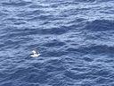 IMG_3696.jpeg