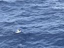 IMG_3697.jpeg