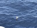 IMG_3701.jpeg