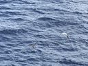 IMG_3706.jpeg