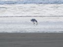 Filename=100_2105~0.JPG
Filesize=275KiB
Dimensions=2048x1536
Date added=Feb 16, 2013 100_2105~0.JPG